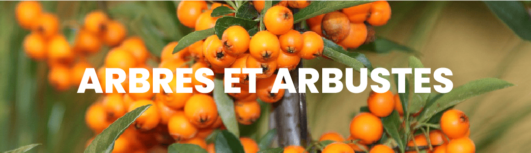 Pépinière en ligne : arbres et arbustes